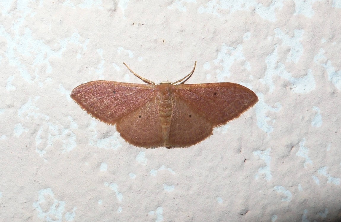 Identificazione falena 25